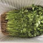 고수 1kg, 고수나물, 향신료 고수, 산지직송 당일수확 : 싱그리농장