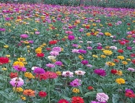 백일홍(혼합) 씨앗 1kg 야생화씨앗 산림종자 : 도시농부 조경