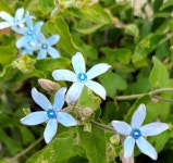 옥시페탈럼 ( 2개 1SET)   옥시델피늄 블루스타 : 그날의무드