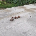 청소삽 분뇨 축사 닭장 대형삽 제설삽 도구 돼지똥삽 삽 양식 망간강 대판삽 대머리 넓이 제설 러시아식 대방삽 : 원데이 안전직구라이프