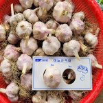 2025년 창녕 햇마늘 통마늘 밭마늘 대서마늘 직접키운 대크기 1kg 3Kg 5Kg : 윤농원