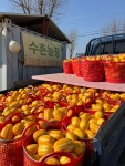 성주 꿀참외 당일수확 고당도 못난이 가정용 참외 5kg 10kg [원산지:국산(경상북도 성주군)] : 수촌농장