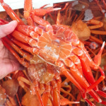 홍게제철 박달홍게 3kg 주문진홍게 홍개 배달 택배 시세 : 듀테일