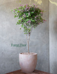 [단품] 홍싸리나무 빈티지토분 공기정화식물 인테리어화분 : Forest Floor