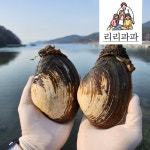 리리파파 왕우럭조개 1kg : 리리파파농수산