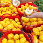 성주 꿀참외 당일수확 고당도 못난이 가정용 참외 5kg 10kg [원산지:국산(경상북도 성주군)] : 수촌농장