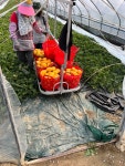 성주 꿀참외 당일수확 고당도 못난이 가정용 참외 5kg 10kg [원산지:국산(경상북도 성주군)] : 수촌농장