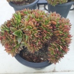 [수암다육] 청전모란 철화 랜덤발송 Echeveria Seitenbotan f. cristata 다육 다육이 다육식물 반려식물 국민다육 116 : 수암다육농장