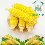 국내산 제주 달콤한 산지직송 생으로먹는 초당 옥수수 10개 20개 : 허비스팜