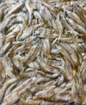 모로코1kg 자연산민물고기 민물고기 민물잡어 민물매운탕 민물잡어 냉동모로코 냉동민물고기 : 빨래터민물장어