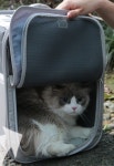 petseek 트렌디 스타일리쉬 펫 백팩 PT-107 : KROOMIZE