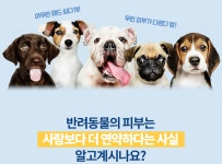 반려견 강아지 애견 소형 중형 대형 배변패드 : 다뫄