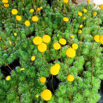 에덴플랜트 (5개한세트) 은엽아지랑이 소품 아지랑이 은엽 노란꽃 방울꽃 야생화 마당 정원 지피식물 다년초 꽃식물 : 에덴플랜트