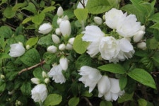 충북 옥천농원 2026년 최신상품 겹 고광나무-01.스노우벨 7호화분 4년생 : 들향기묘목농원