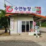대추방토2k 퇴촌토마토1k 벌수정 동양종 완숙토마토 찰토마토 : 퇴촌토마토수연농장