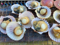 통영 산지직송 제철 비단 홍가리비 1kg : 아름수산유통
