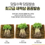 새싹쌈 엄마의 농장 담양 미니 인삼 유황 묘삼 한뿌리 : 꼬꼬마짱 라이프몰