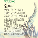 식용 건와송 100g 마른 토종와송 바위솔 : MISOJOA