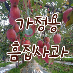 [가정용 흠집사과] 미생물농법 장수사과 승진농장 10kg (홍로(홍드림)) : 장수사과 승진농장