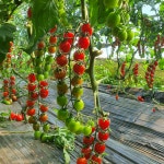 [중과사이즈]장마루토마토 대추방울토마토 무농약 친환경 미니찰3kg : 장마루 토마토농장