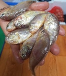 당일경매 싱싱한 신안 황석어 깡다리 황세기 강달이 3kg : 싱싱 제철수산물