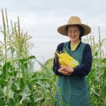 [판매마감]제주 고당도 프리미엄 초당옥수수 생옥수수 노랑옥수수 10개 20개 산지직송 : 상대과원x우리농장