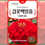 미니백일홍 씨앗 10립 드림랜드레드 겹백일홍 씨 종자 꽃씨 : 주주씨앗