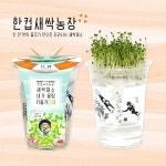 다채 키우기 새싹채소 한컵 식물키우기 : 엠버마트