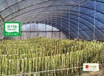 유기농 무청시래기 (500g) : 유기농산하농원