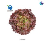선풍골드 10,000립 코팅씨앗 꽃상추 여름씨앗  만추대성 다수확품종 권농종묘 : 주식회사 그린아그로