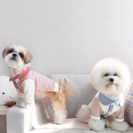 강아지쿨조끼 여름  반려견 핑크 블루 보터밍 셔츠 테디 강아지 옷 비숑 포메라니안 스트라이프 두 다리 반려동물 의류 : 샵오오