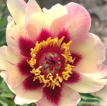 장미묘목 6주 29번 : 자연산약초세상사람들