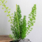 아스파라거스 미리오클라두스 현무암 화분 화산석 돌화분 메이리 비루가투스 : 오브제그린