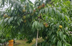 아삭하고 달콤한 황도복숭아/20개,24개/7월상순/진주하씨농원 : 진주하씨농원