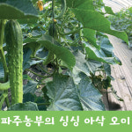 2023년 못난이 오이지 오이소박이용 오이 판매합니다. 당일발송 산지직배송 지민농장 : 지민농장-파주농부