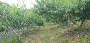 아삭하고 달콤한 황도복숭아/20개,24개/7월상순/진주하씨농원 : 진주하씨농원