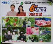 납작복숭아 대극천 딱딱이 백도 신비 천도 영동 하우스 복숭아 장호원 : 미호당