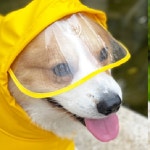 닥스훈트우비 웰시코기 강아지 외출 판쵸우의 레인코트 : 이브캣타로