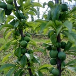 [예약구매]안동 임동 달고나자두 추희자두 5kg 산지직송 바드레농장 : 바드레농장