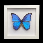 거대한 블루 모포 나비 Morpho didius 곤충 섀도우 박스 디스플레이 프레임 케이스 : 에스아이Mall