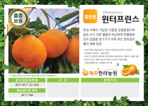 국산품종 3년생 포트묘 감귤나무묘목 우량 신품종 : 제주한라농원