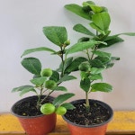 오렌지 레몬나무(한목대) 2개묶음판매 할인 : 범수농장