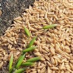 24년산 국산 햇귀리 1kg : 땅에서 올라온 콩이야기