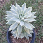 [수암다육] 팡파레금 단품 Sedeveria Fanfare f. variegata 다육 아프리카식물 다육식물 수입다육 플랜테리어 032 : 수암다육농장