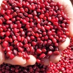 24년산 국산 햇팥 1kg : 땅에서 올라온 콩이야기