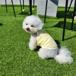 애견 줄무늬 여름 티셔츠 아기강아지 옷 XS : 딩동띵동