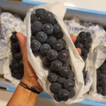 캠벨포도 1kg 2kg 3kg 고당도 특품 상주 영동 대부 송산 켐벨 포도 : 보투아몽드