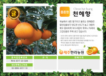 제주한라농원 한라봉나무  천혜향나무 유실수 : 제주한라농원