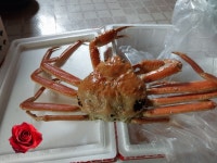 러시아 대게 자숙 킹크랩 산지직송 마가단 프리모리 박달 포항 선물용 사할린 : 장미수산