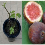 (성실D)무화과(승정도후인) 7치화분 1그루 : 성실원예